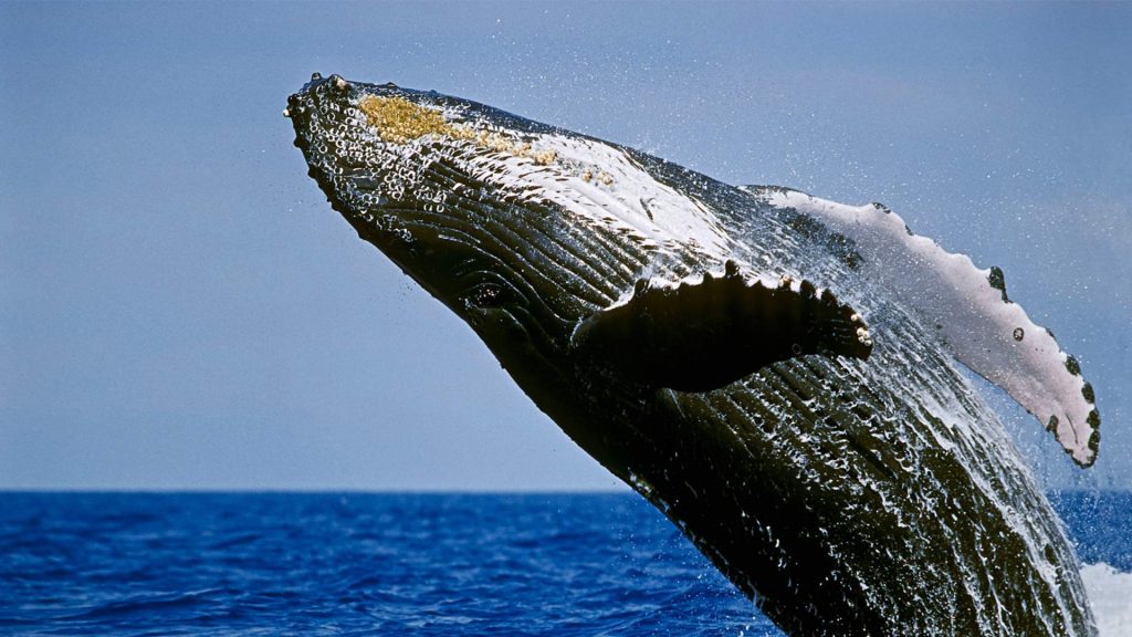 viaggio subacqueo sudafrica