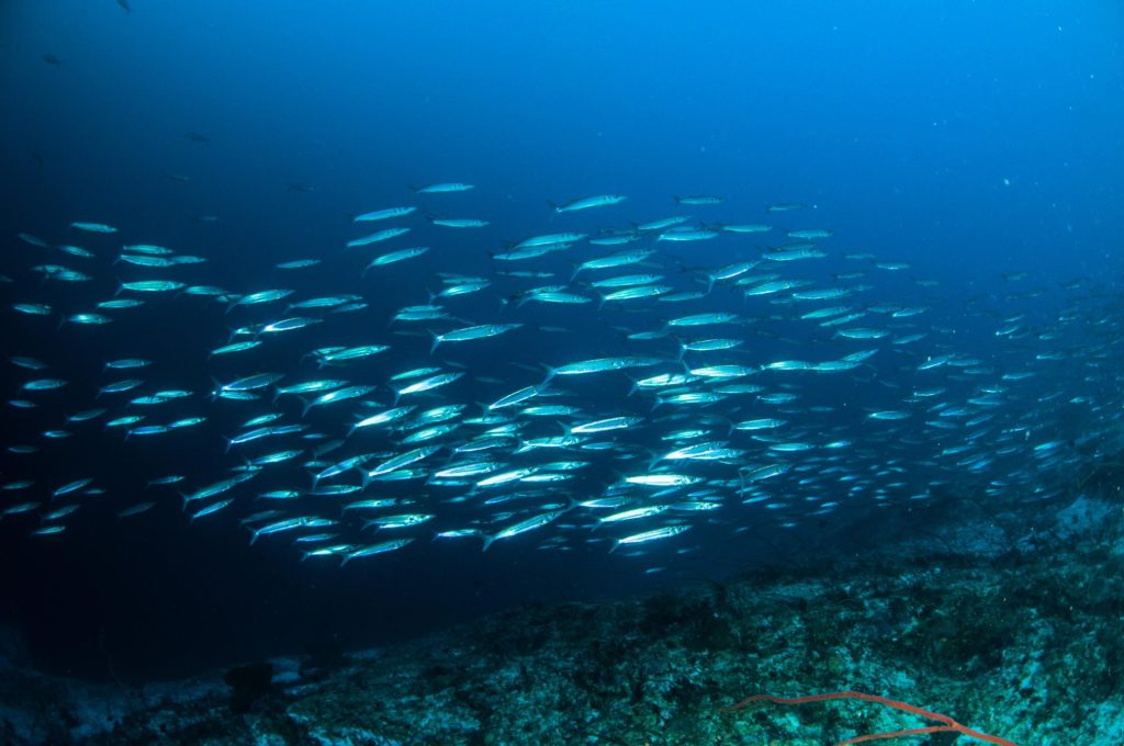 Belongas Bay, banco di pesci