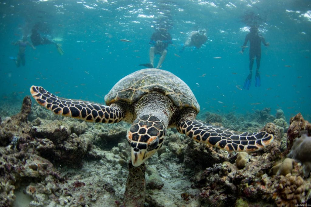 Corso guida snorkeling naturalistica, immersione con tartaruga